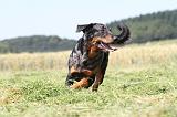 BEAUCERON 443